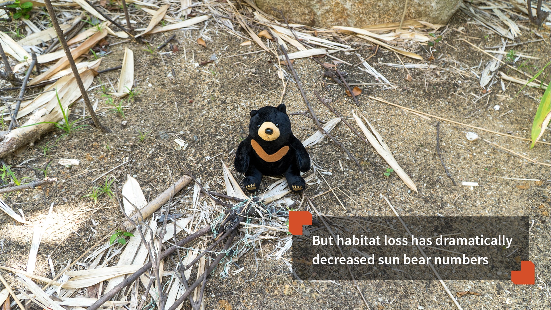 Bornean Sun Bear Conservation Centre A New Dawn for Sun Bears